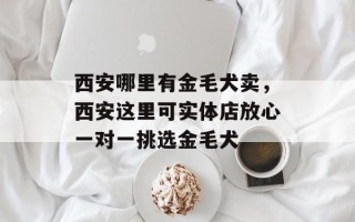 西安哪里有金毛犬卖，西安这里可实体店放心一对一挑选金毛犬