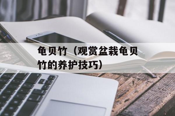 龟贝竹（观赏盆栽龟贝竹的养护技巧）-第1张图片-