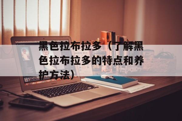 黑色拉布拉多（了解黑色拉布拉多的特点和养护方法）-第1张图片-