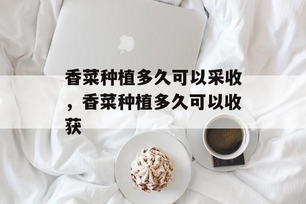 香菜种植多久可以采收，香菜种植多久可以收获-第1张图片-