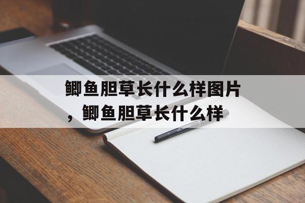 鲫鱼胆草长什么样图片，鲫鱼胆草长什么样-第1张图片-