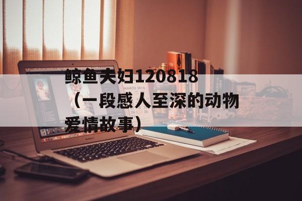 鲸鱼夫妇120818（一段感人至深的动物爱情故事）-第1张图片-