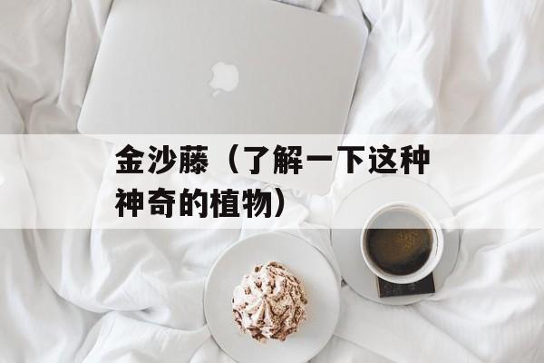 金沙藤（了解一下这种神奇的植物）-第1张图片-
