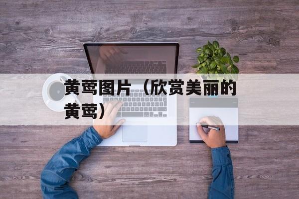 黄莺图片（欣赏美丽的黄莺）-第1张图片-