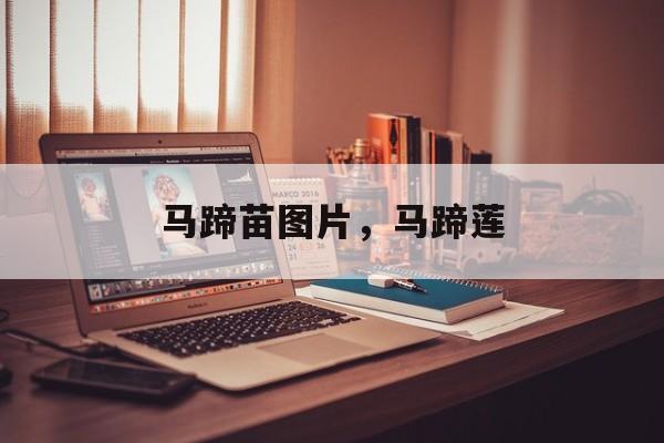马蹄苗图片，马蹄莲-第1张图片-