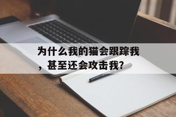 为什么我的猫会跟踪我，甚至还会攻击我？-第1张图片-