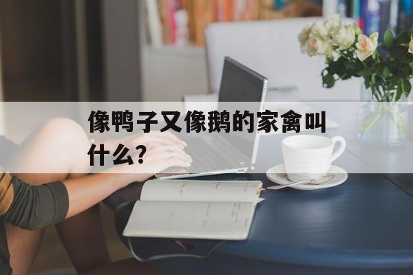像鸭子又像鹅的家禽叫什么？-第1张图片-