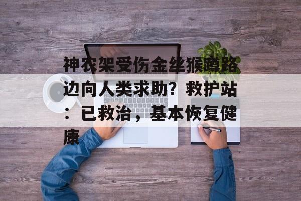 神农架受伤金丝猴蹲路边向人类求助？救护站：已救治，基本恢复健康-第1张图片-