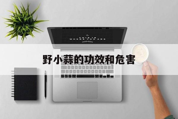 野小蒜的功效和危害-第1张图片-