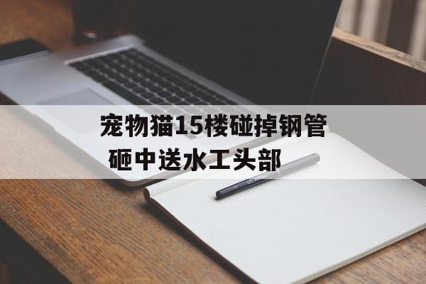 宠物猫15楼碰掉钢管 砸中送水工头部-第1张图片-