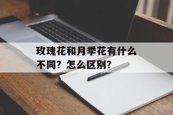 玫瑰花和月季花有什么不同？怎么区别？-第1张图片-