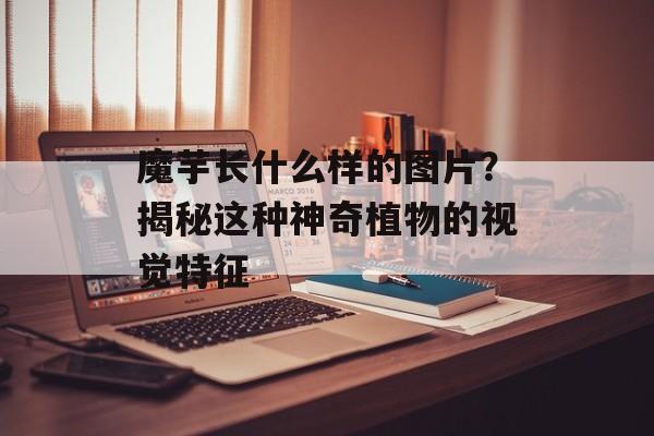 魔芋长什么样的图片？揭秘这种神奇植物的视觉特征-第1张图片-