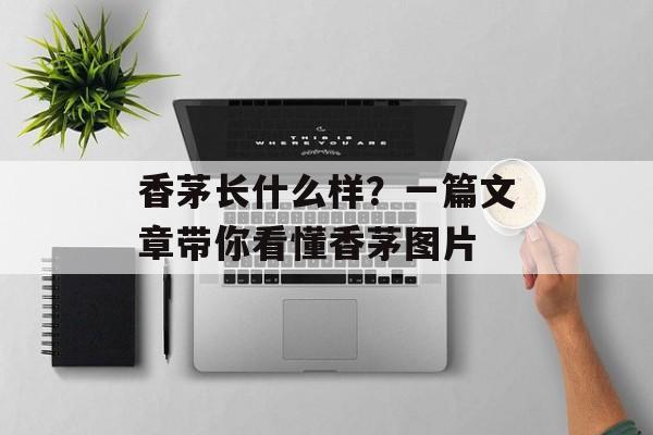 香茅长什么样?一篇文章带你看懂香茅图片-第1张图片- 香茅长什么样?一篇文章带你看懂香茅图片-第1张图片-