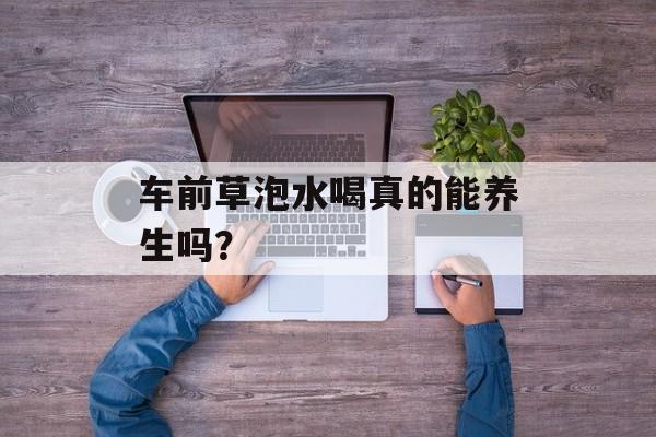 车前草泡水喝真的能养生吗？-第1张图片-